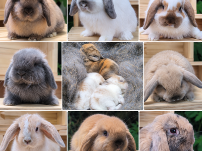Adorable Holland Lop Baby Bunnies – 8 Weeks Old – 5 girls, 2 boys - Ready Loving Homes