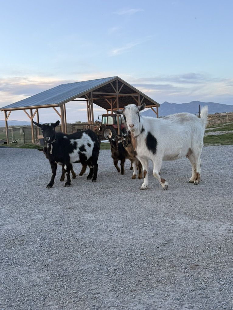 2 Does And 1 Doeling - Nigerian Dwarfs