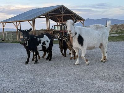 2 Does And 1 Doeling - Nigerian Dwarfs