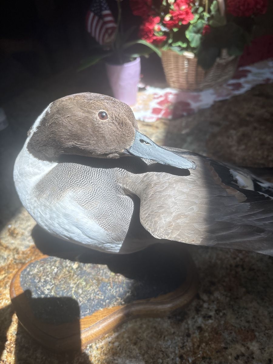Beautiful drake Pintail Taxidermy
