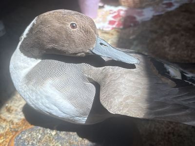 Beautiful drake Pintail Taxidermy