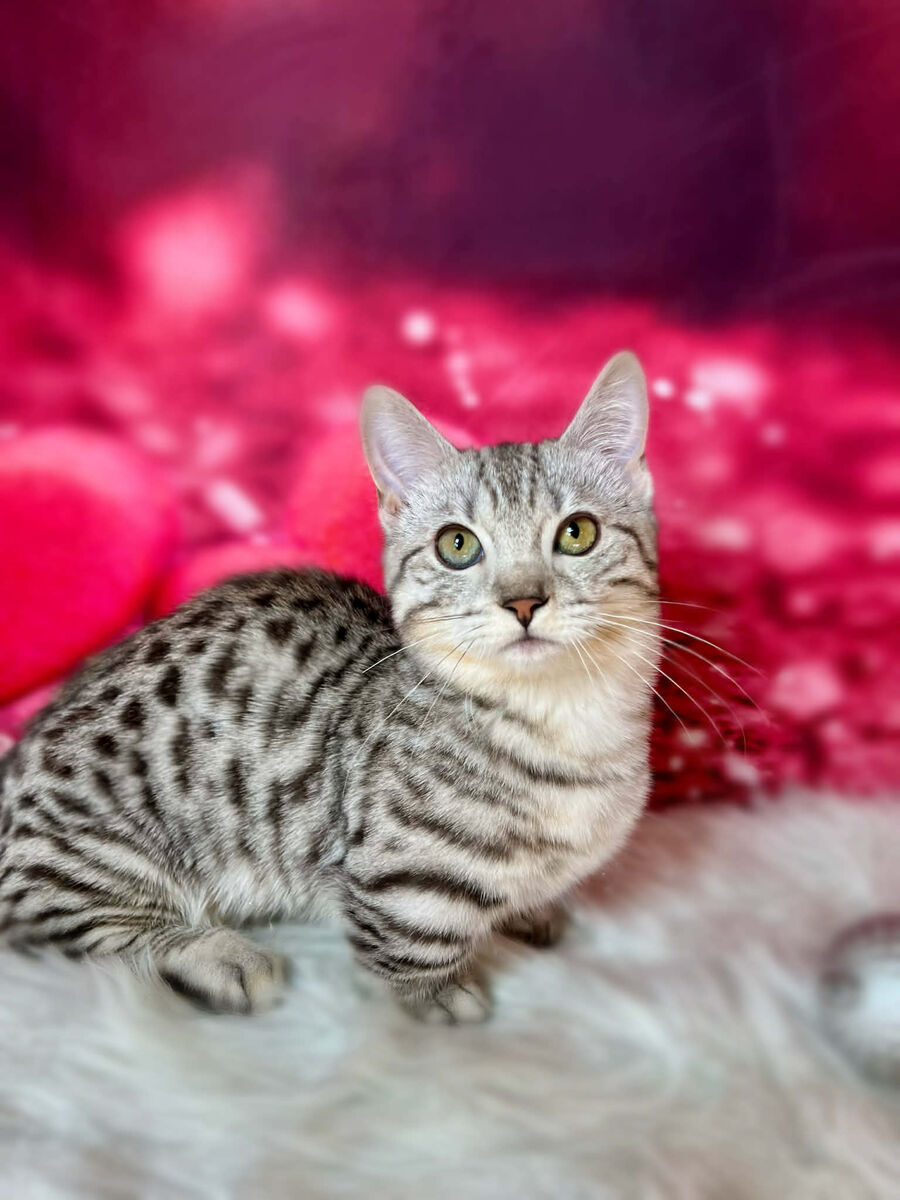 3 English Muffin kittens! • Bengal x Munchkin x British Shorthair