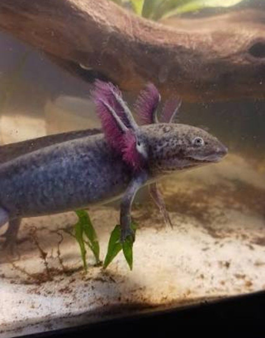 Axolotl