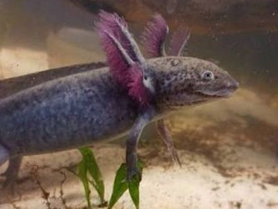 Axolotl