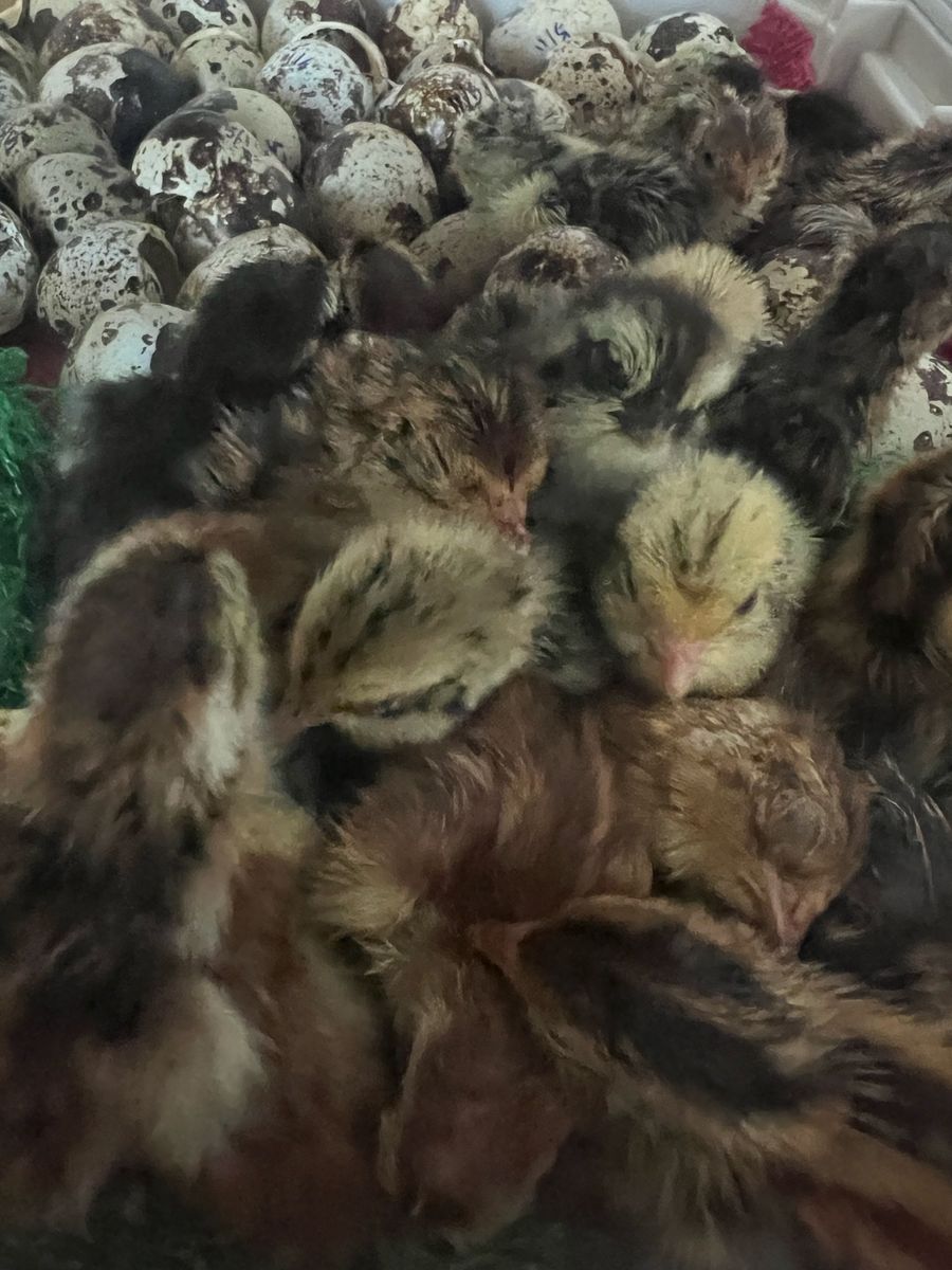 Baby Japanese Coturnix Quail Expected 6/19 Hatch