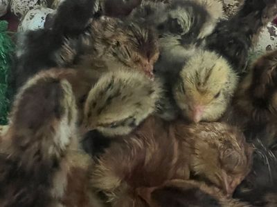 Baby Japanese Coturnix Quail Expected 6/19 Hatch