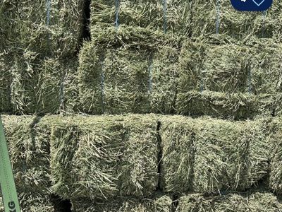Alfalfa