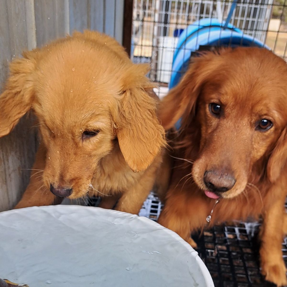 Golden Retriever puppy