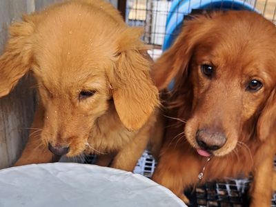 Golden Retriever puppy