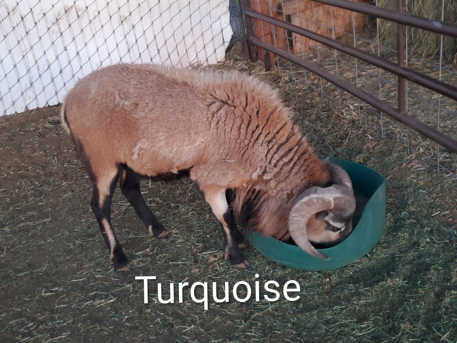 Barbado Sheep for sale!