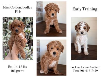Mini Goldendoodle Puppies F1b (early training)