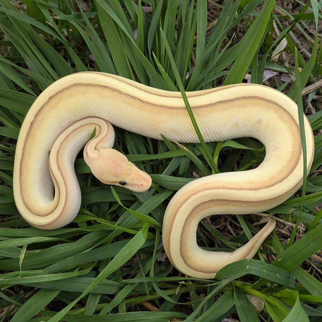 2025 Male Banana Butter Genetic Stripe Ball Python