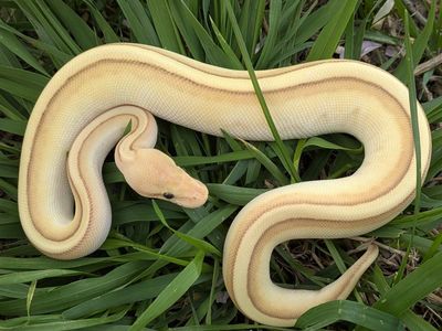2025 Male Banana Butter Genetic Stripe Ball Python