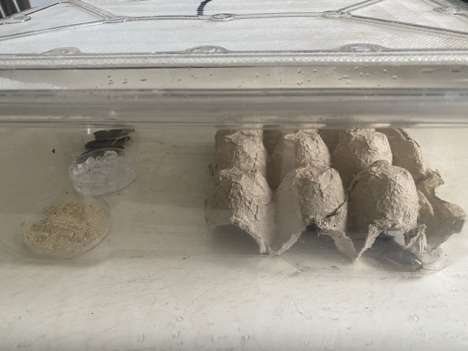 Dubia roach starter colony