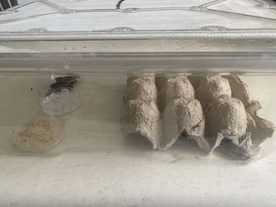 Dubia roach starter colony
