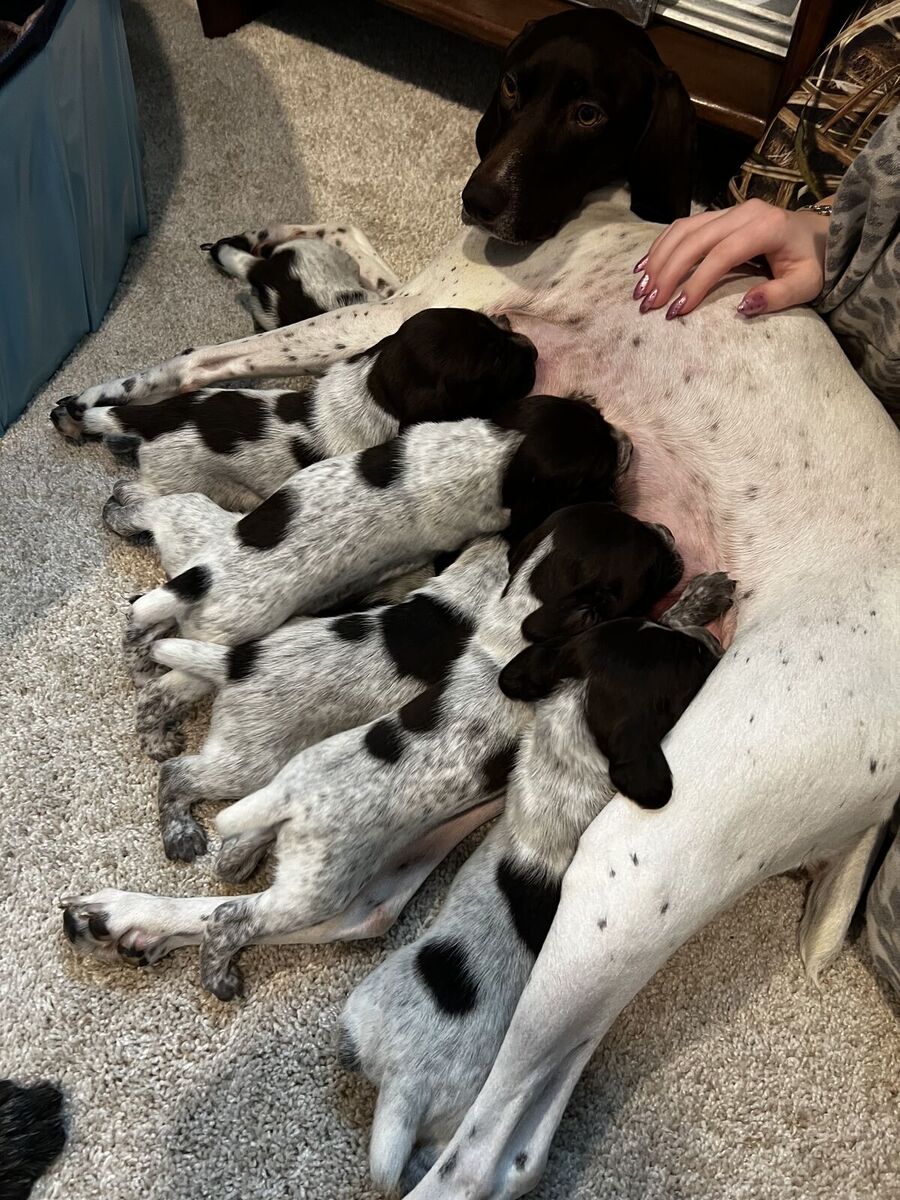 Wirehaired Griiffon & German Short Hair Pointer Puppies!!!!!!!