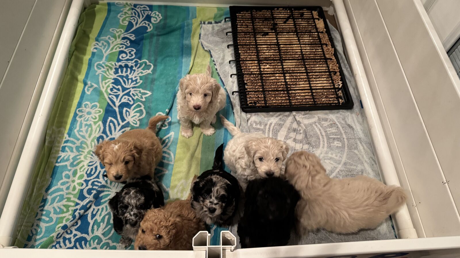 Mini Goldendoodles Puppies