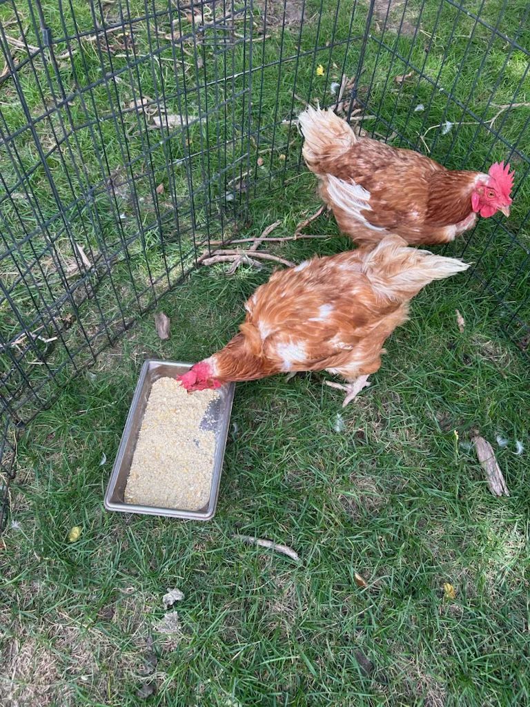 Golden Comet Chickens