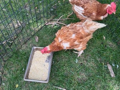 Golden Comet Chickens