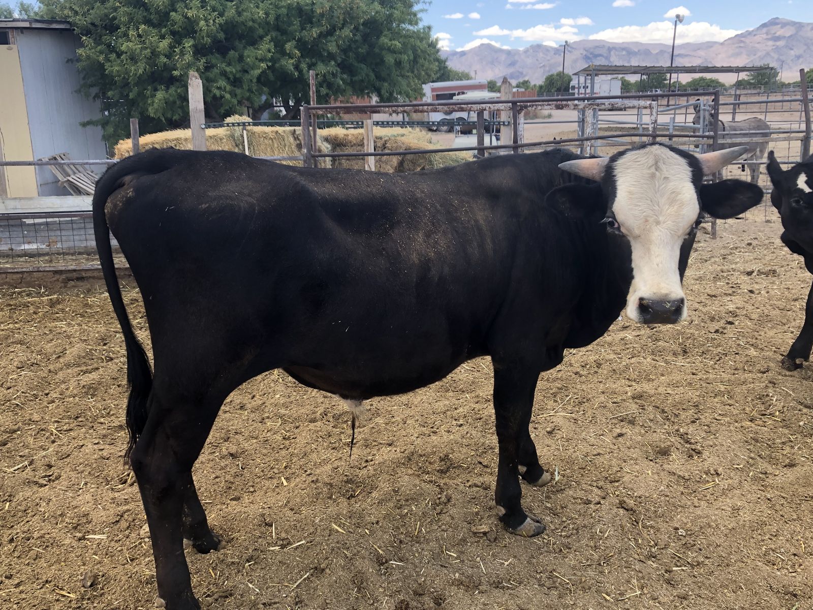 Beef Cows 2 Angus, Herford, ¼ Jersey cross bulls