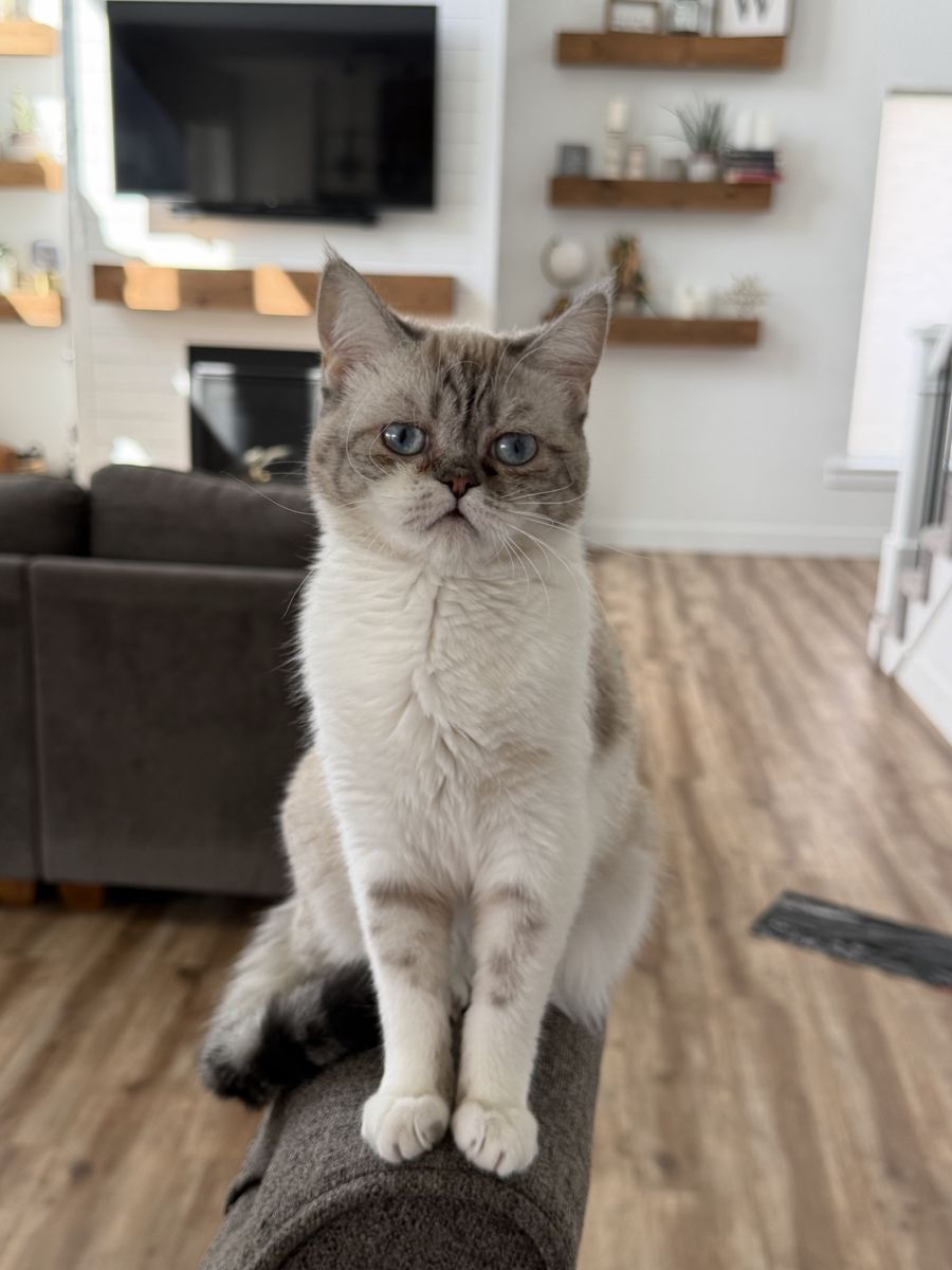 8 month old Persian Babydoll mix