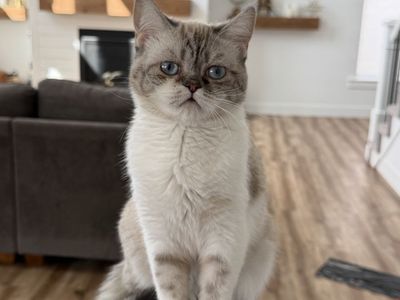 8 month old Persian Babydoll mix