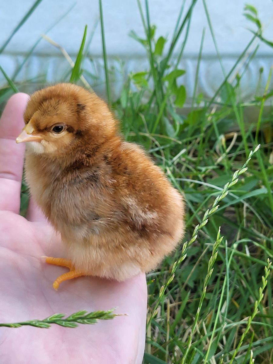 Free chickens and chicks