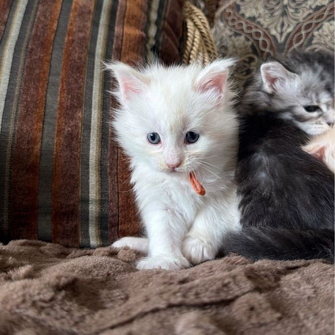 TICA registered Maine Coons