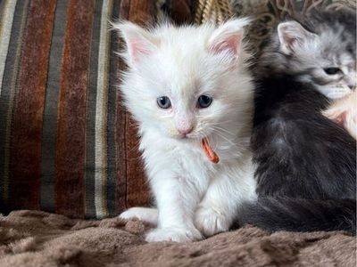 TICA registered Maine Coons