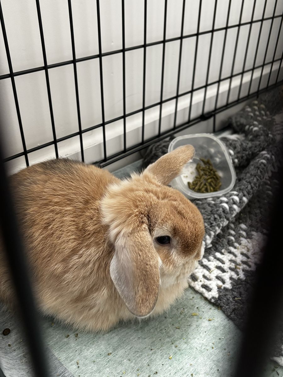 bunny AND supplies!!!
