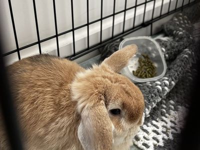 bunny AND supplies!!!