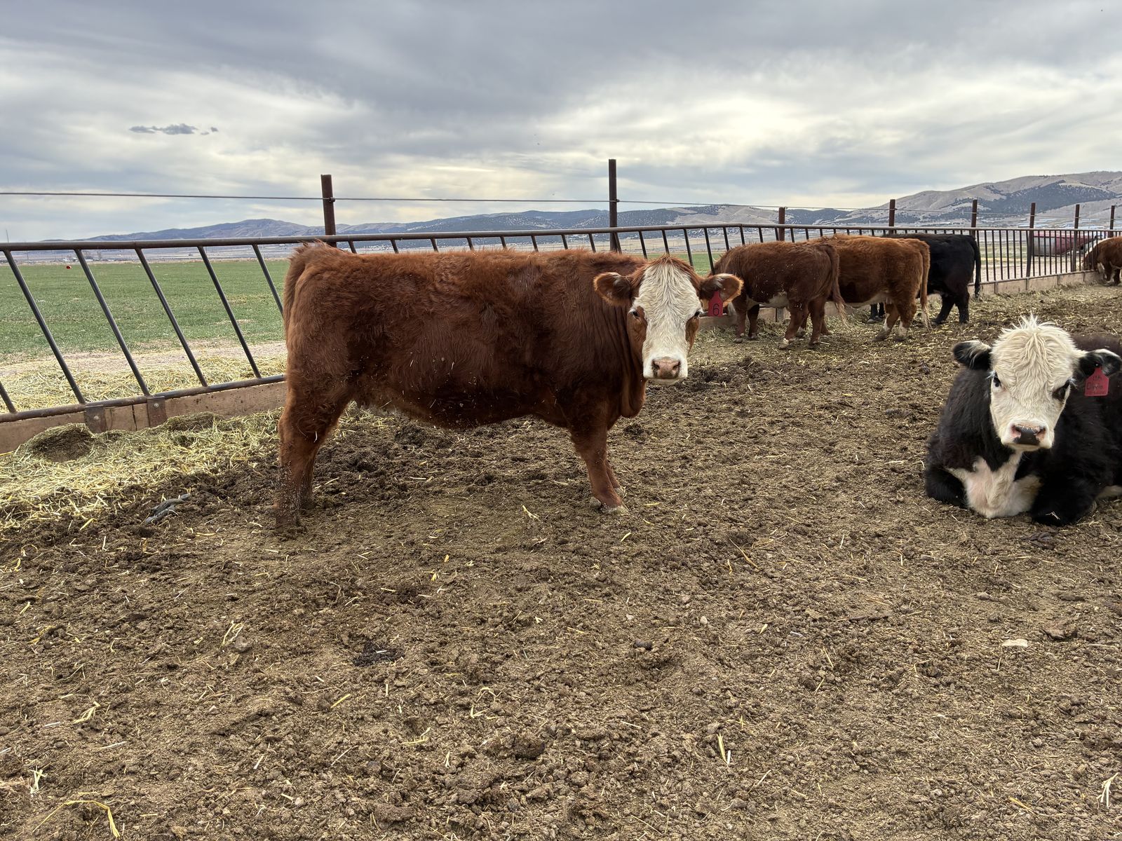 Bred Young Cows And Heifers