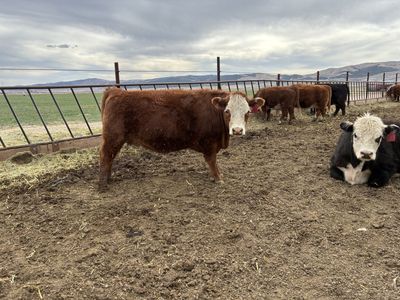 Bred Young Cows And Heifers