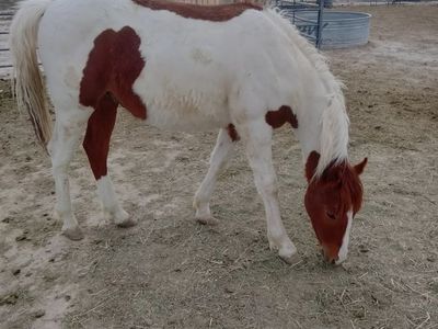 Spring Sale! Chestnut colt yearling