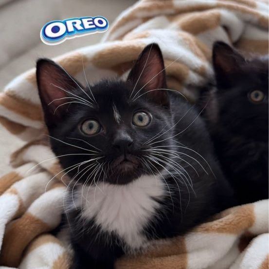 Black and white kitty