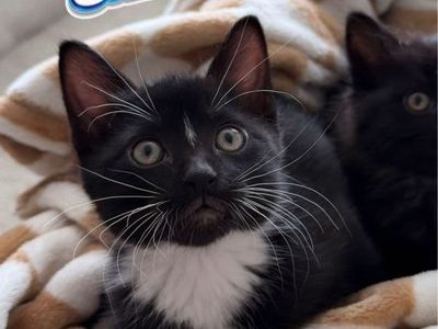 Black and white kitty