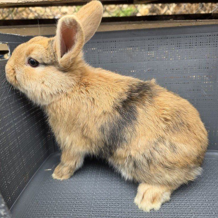 Male Harlequin Meat/Stock Rabbit (Buck)