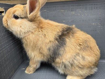 Male Harlequin Meat/Stock Rabbit (Buck)