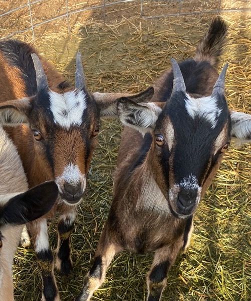 2 pregnant mini alpine goats