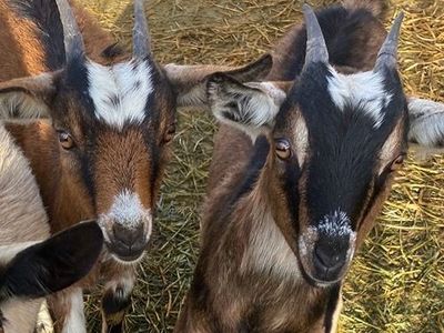 2 pregnant mini alpine goats