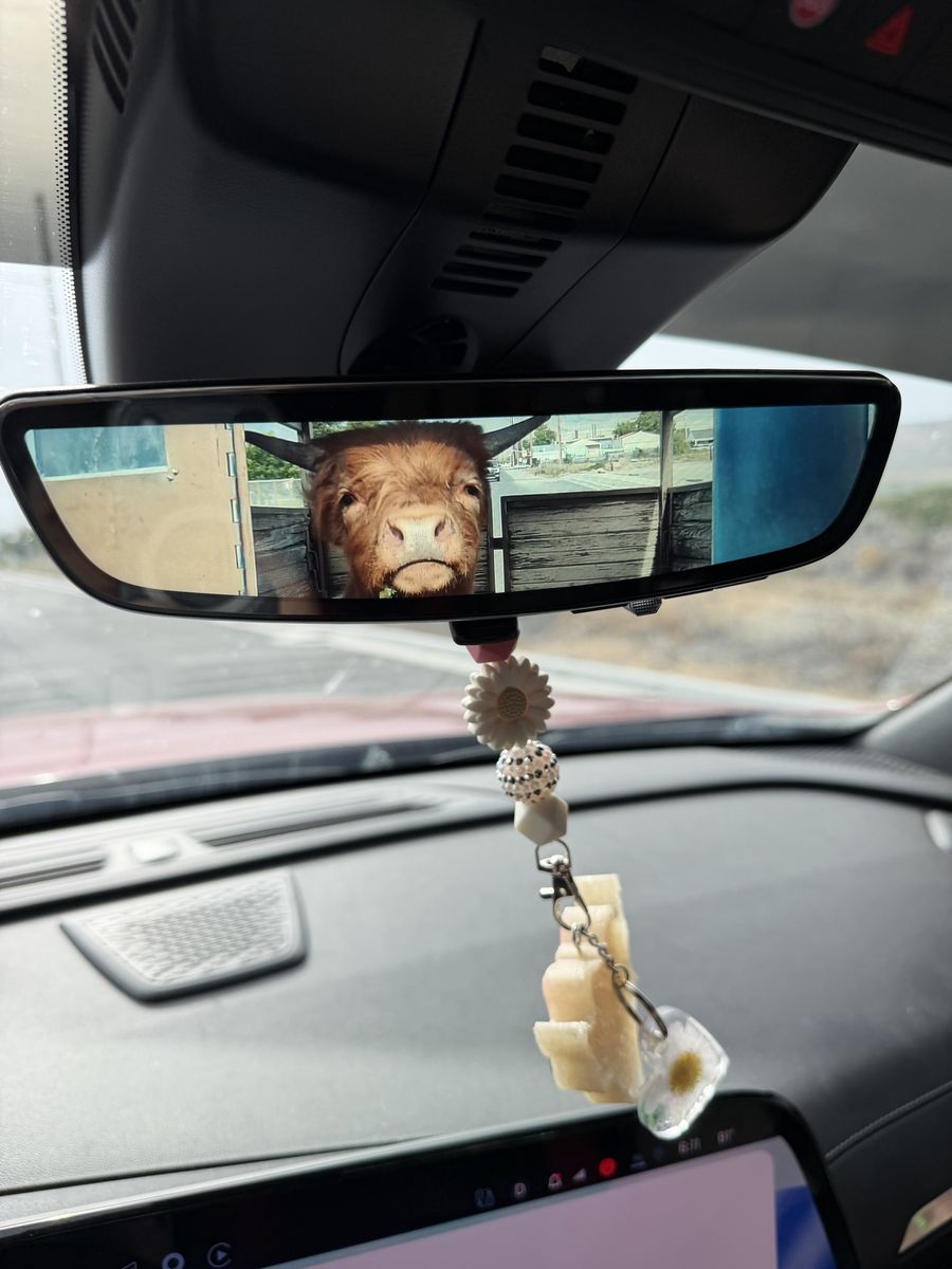 Highland Bull Calf - Young, Hairy, and Ready for a New Home