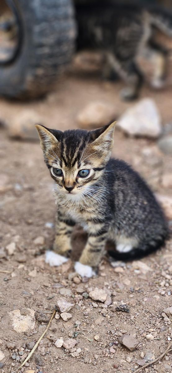 SOLD - Kittens for sale