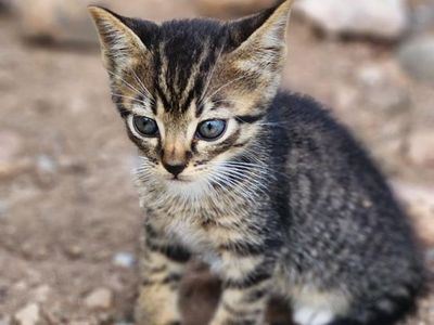 SOLD - Kittens for sale