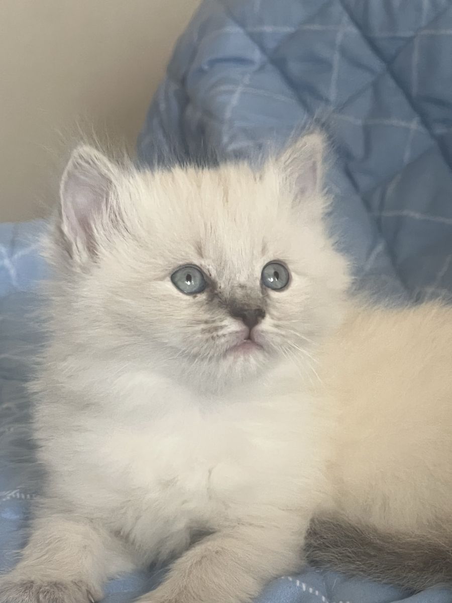 Pure Ragdoll Kittens – Ready in 2 Weeks