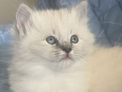 Pure Ragdoll Kittens – Ready in 2 Weeks