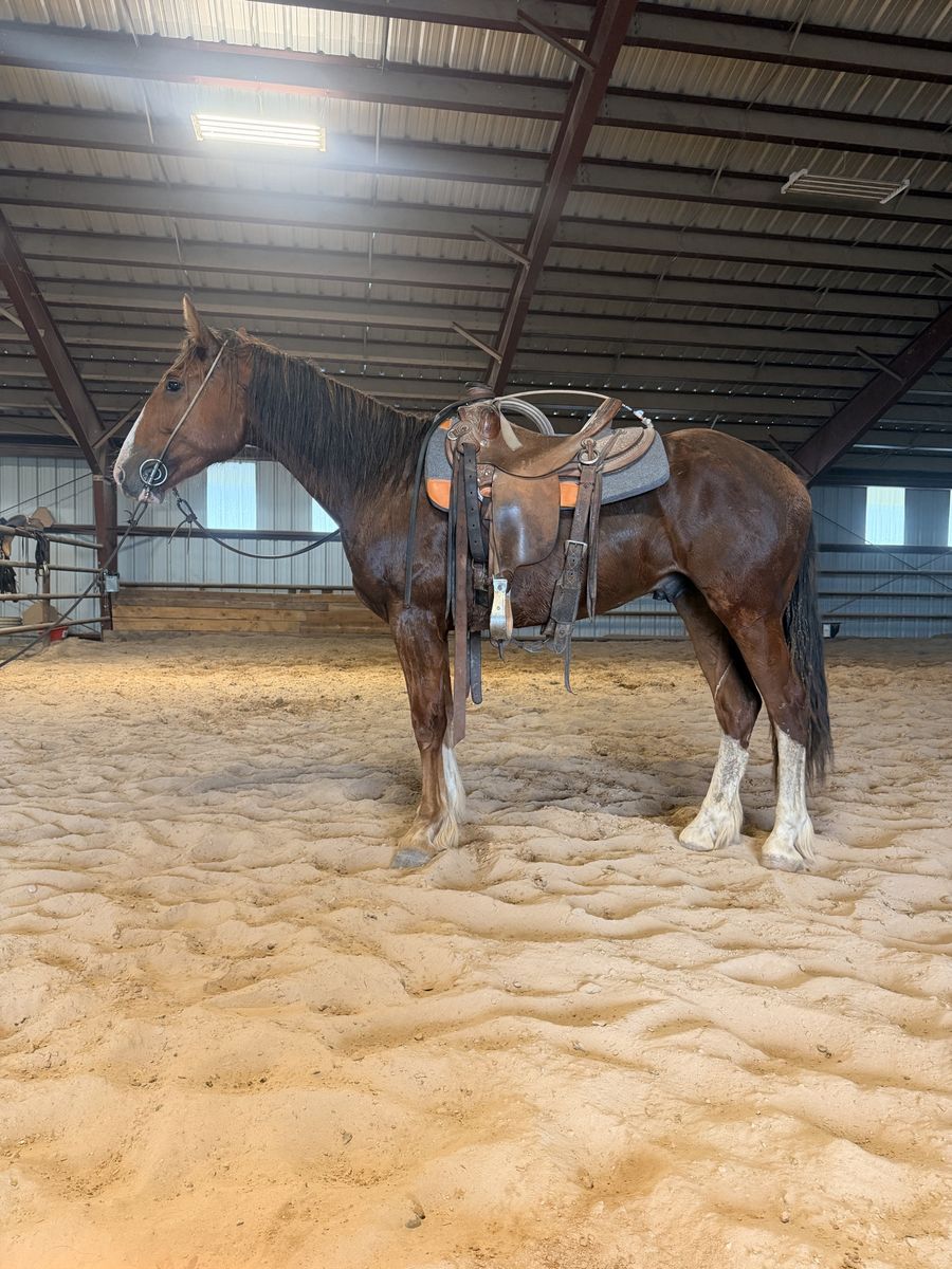 2 YEAR OLD HALF DRAFT GELDING 