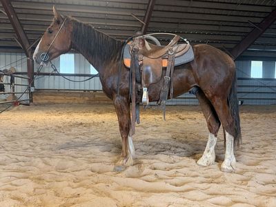 2 YEAR OLD HALF DRAFT GELDING