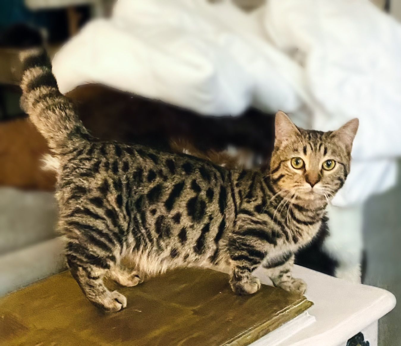Standard (Dwarf) English Muffin ( Bengal x British Shorthair x Munchkin )