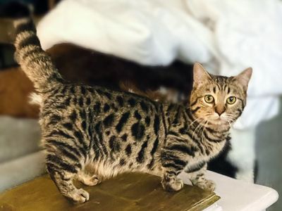 Standard (Dwarf) English Muffin ( Bengal x British Shorthair x Munchkin )