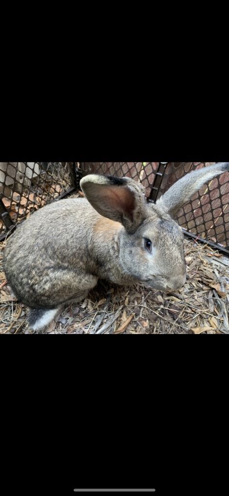 Continental Giant Breeding Pair